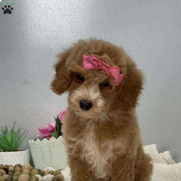 Carrie, Miniature Poodle Puppy